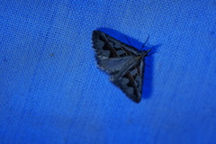 Dichromodes euprepes