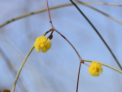 Acacia anfractuosa