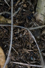 Paralaoma hobarti