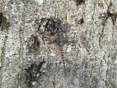 Acanthocercus atricollis