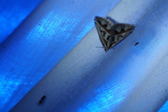 Dichromodes euprepes