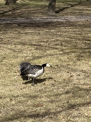 Branta leucopsis