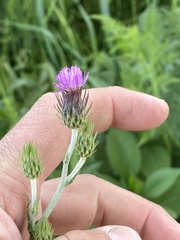 Carduus argentatus