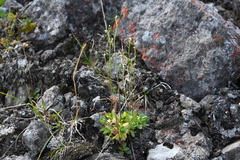 Draba fladnizensis
