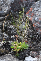 Draba fladnizensis