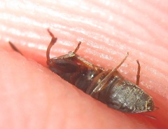 Scolopostethus grandis