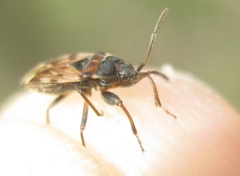 Scolopostethus grandis