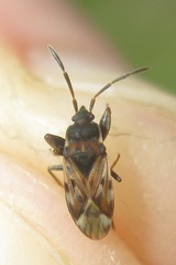 Scolopostethus grandis