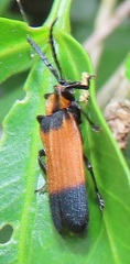 Lycus zonatus