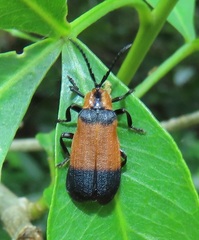 Lycus zonatus