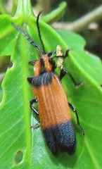 Lycus zonatus