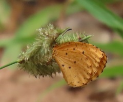 Pentila tropicalis