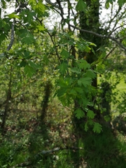 Crataegus