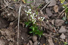 Draba fladnizensis