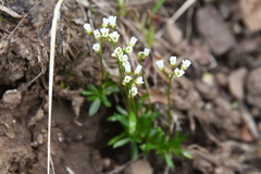 Draba fladnizensis