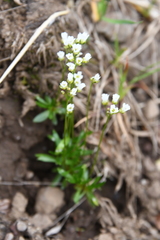Draba fladnizensis
