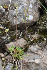 Draba fladnizensis