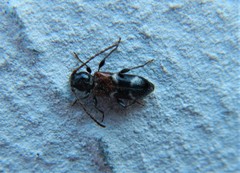 Phymatodes alni