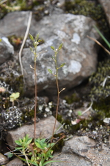 Draba fladnizensis