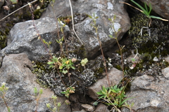 Draba fladnizensis