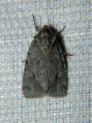 Sympistis dentata