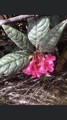 Rhododendron rugosum