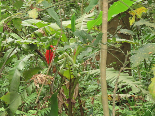 Image of Musa coccinea by (c) chiuluan, some rights reserved (CC BY)