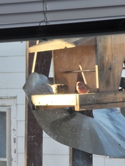 Haemorhous mexicanus