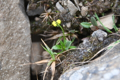 Draba glacialis