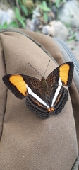 Adelpha syma