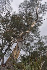Eucalyptus globulus bicostata