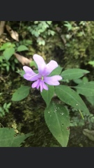 Impatiens kinabaluensis