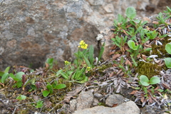 Draba glacialis