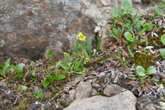 Draba glacialis