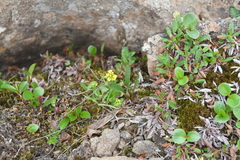 Draba glacialis