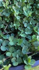 Medicago arabica
