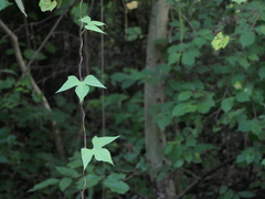 Ipomoea salsettensis