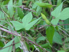 Ipomoea salsettensis