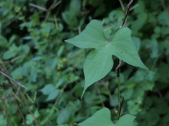 Ipomoea salsettensis