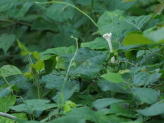 Ipomoea salsettensis