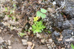 Draba glacialis