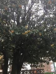 Angiospermae