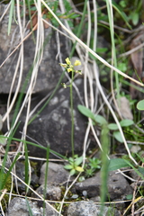 Draba glacialis