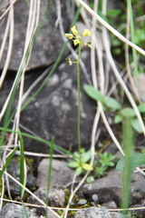 Draba glacialis