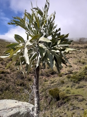 Cussonia paniculata