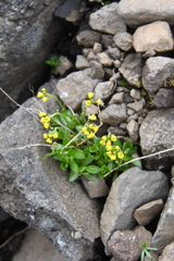 Draba glacialis