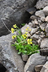 Draba glacialis