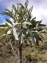 Cussonia paniculata