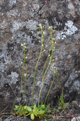 Draba glacialis