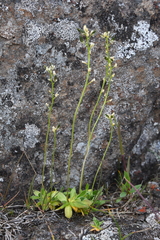 Draba glacialis